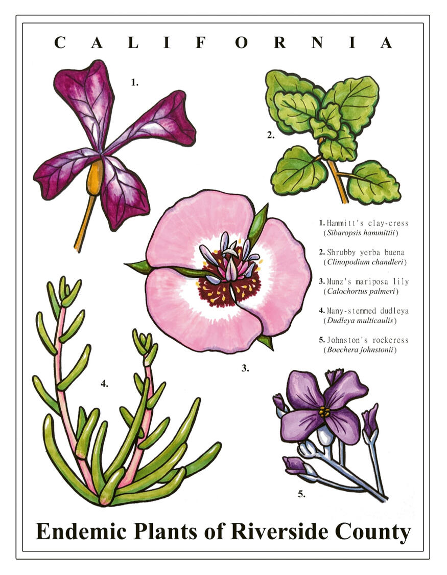 "Endemic Species of Riverside County, CA" ink digitally edited, 11"x 8.5", 2026. Five species endemic to Riverside County in California are labeled and depicted.