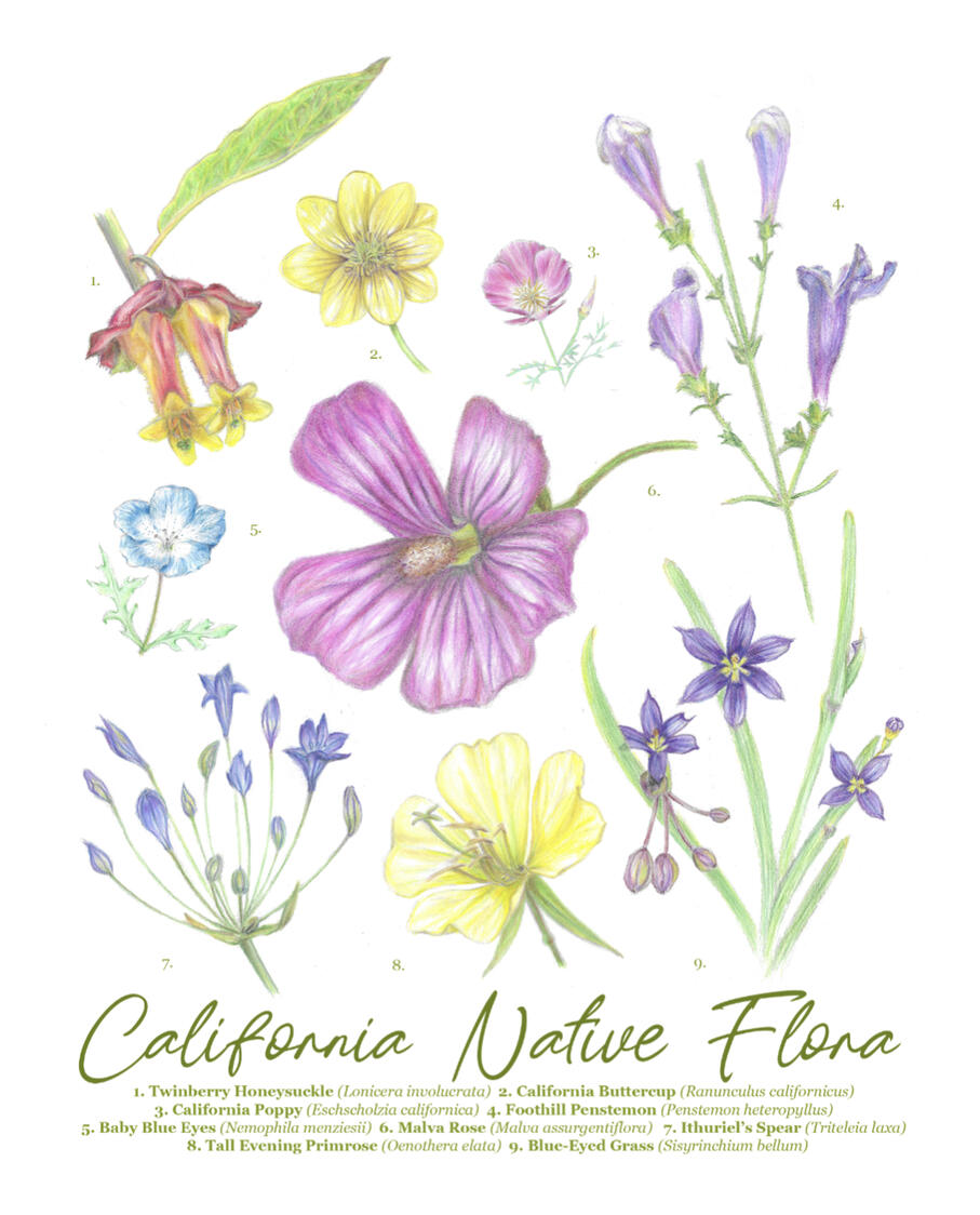"Native California Flora" colored pencil digitally edited, 10"x 8", 2026. Nine California native floral species observed in my backyard, public gardens, and flower shows are labeled and depicted.