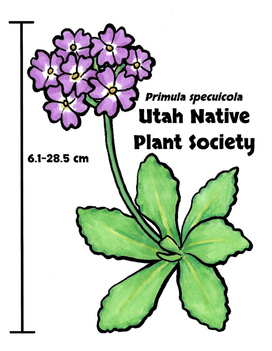 Utah Native Plant Society Sticker Entry, alcohol marker, pen, & digital, 2026. Primula specuicola, a native species found in Bear Ears National Monument depicted to scale.