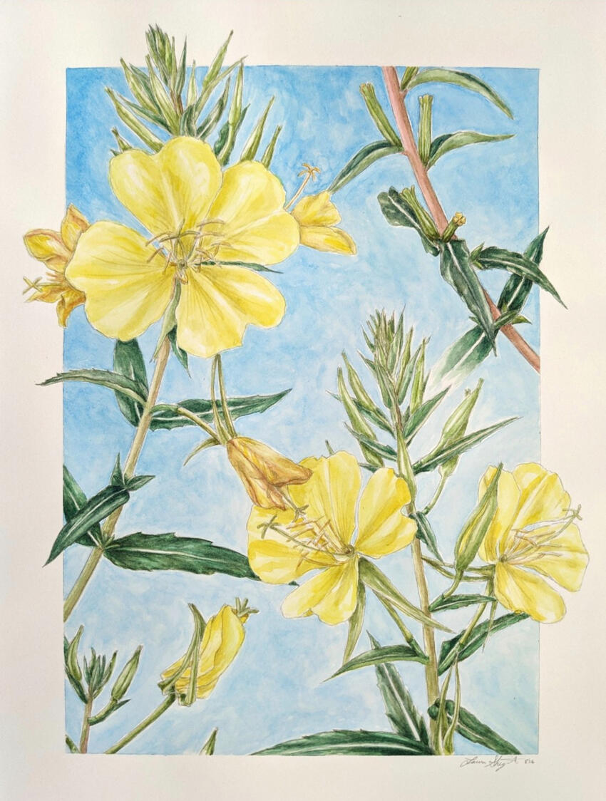 "Tall Evening Primrose" watercolor & graphite on hot pressed paper, 12"x9", 2026. All life stages of a tall evening primrose observed in my backyard garden are featured.