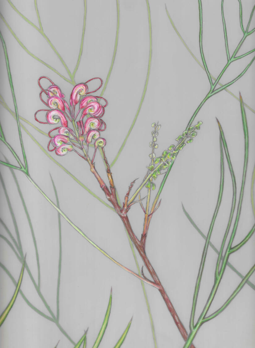 "Grevillea Long John" colored pencil & graphite on dura-lar, 12"x9", 2026. Grevillea 'Long John' depicted from live garden specimen.