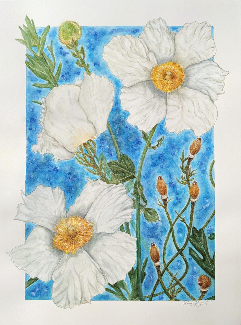 "Cosmic (Bristly) Matilija" watercolor & graphite on hot pressed paper, 12"x9", 2026. All life stages of a bristly matilija poppy observed in my backyard garden are featured.