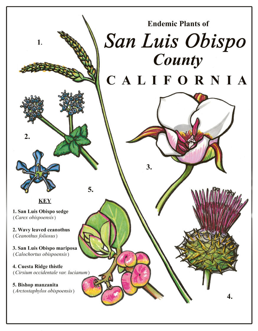 "Endemic Species of San Luis Obispo County, CA" ink, alcohol markers, and digitally edited, 11"x 8.5", 2026. Five species endemic to SLO County in California are labeled and depicted.