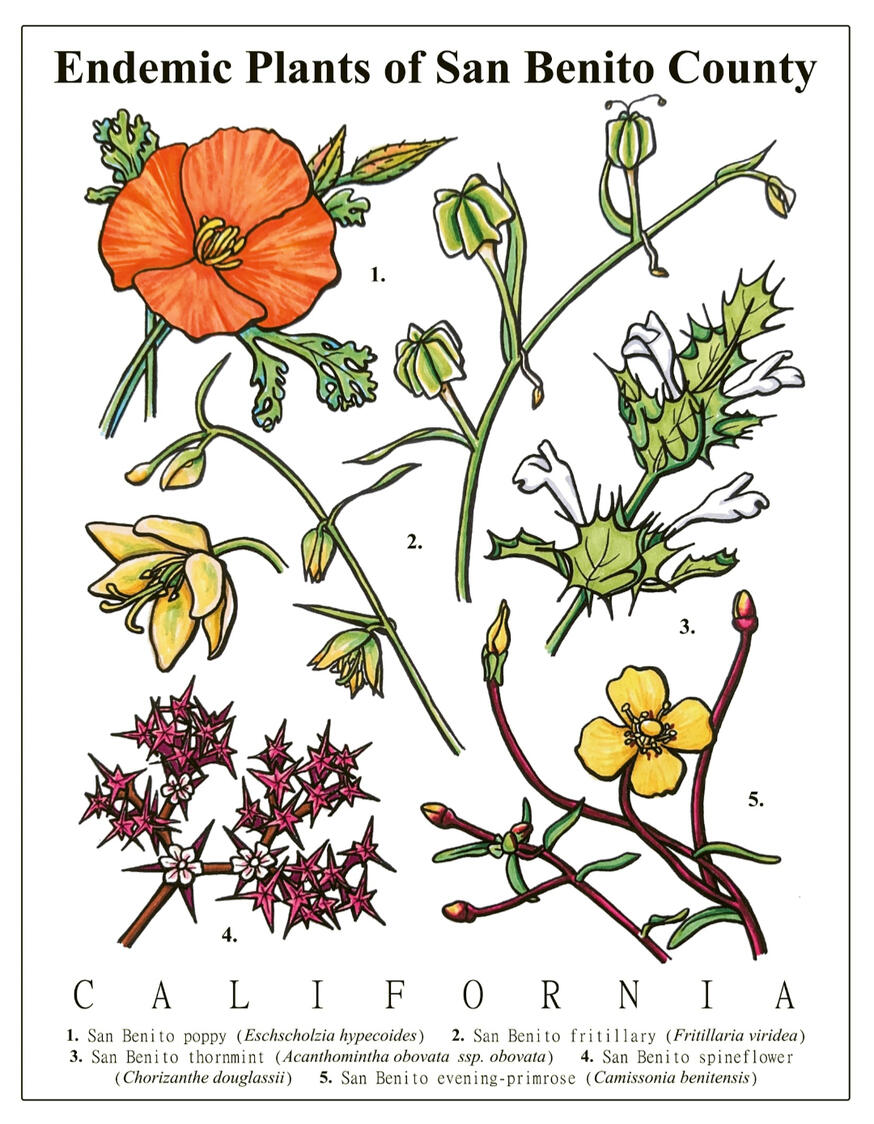 "Endemic Species of San Benito County, CA" ink digitally edited, 11"x 8.5", 2026. Five species endemic to San Benito County in California are labeled and depicted.
