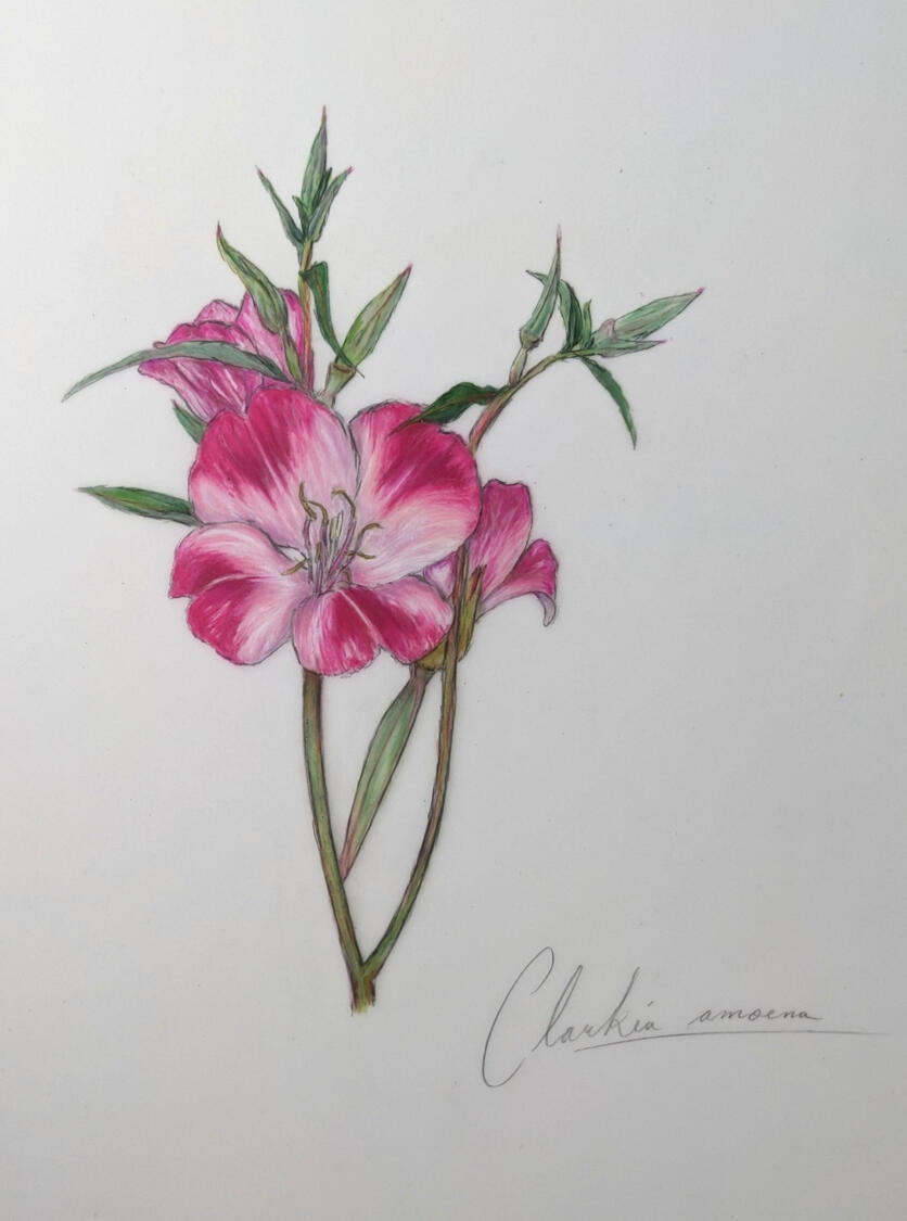 "Clarkia amoena" colored pencil & graphite on dura-lar, 12"x9", 2026. Clarkia amoena depicted from live garden specimen grown in Monterey, CA.