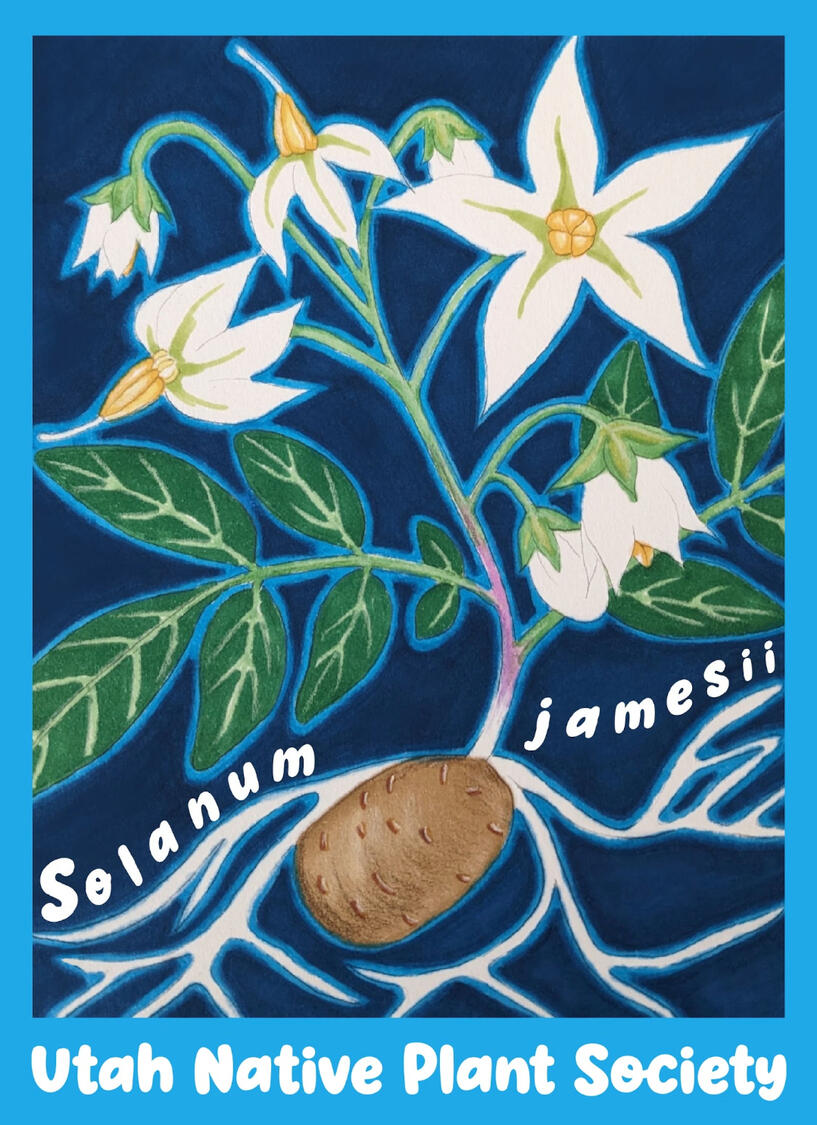 Utah Native Plant Society Sticker Entry, alcohol marker, colored pencil, & digital, 2026. Solanum jamesii, a native species found in Grand Staircase-Escalante National Monument illustrated.